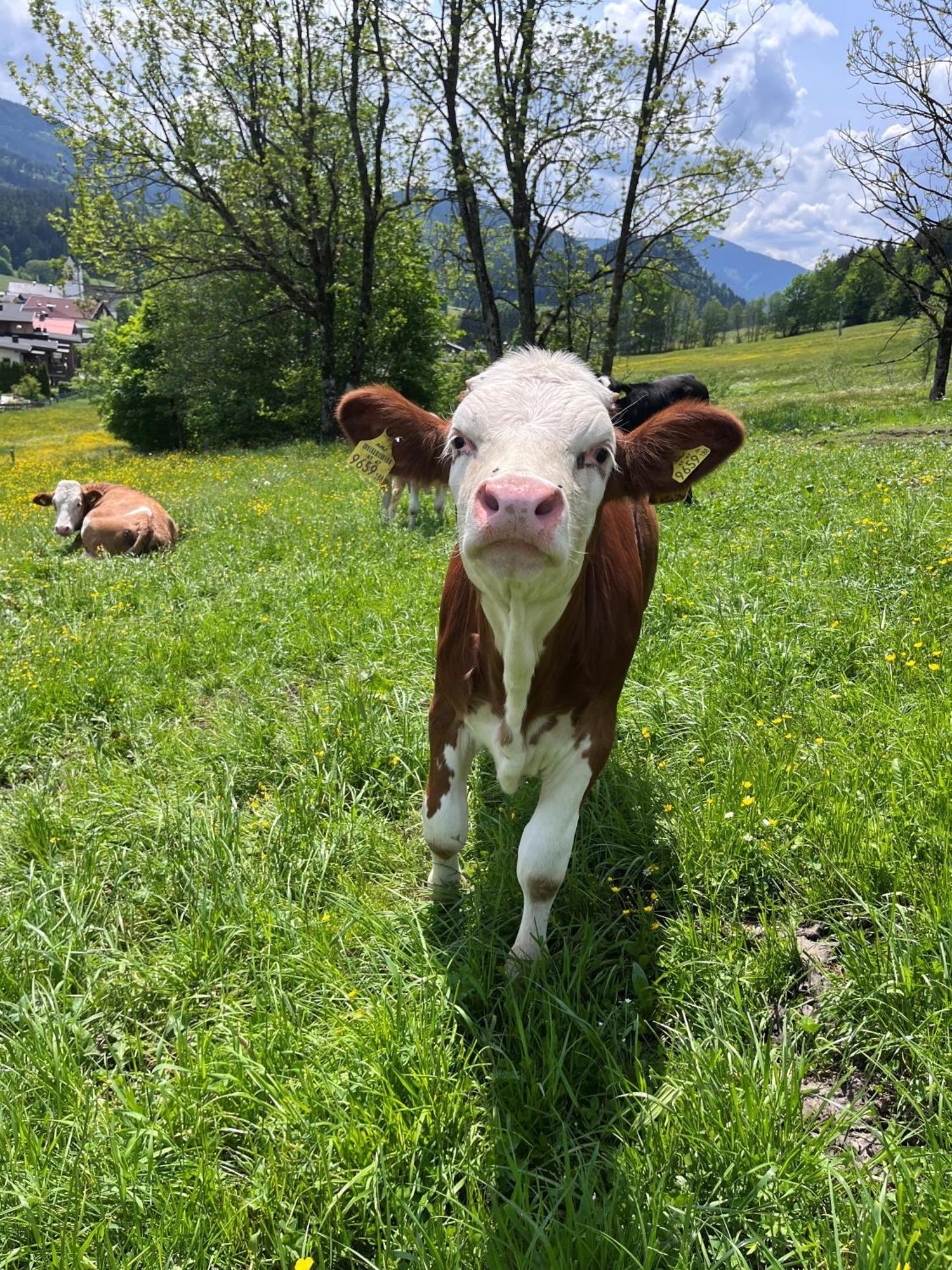 Wimmhof Sankt Martin am Tennengebirge
