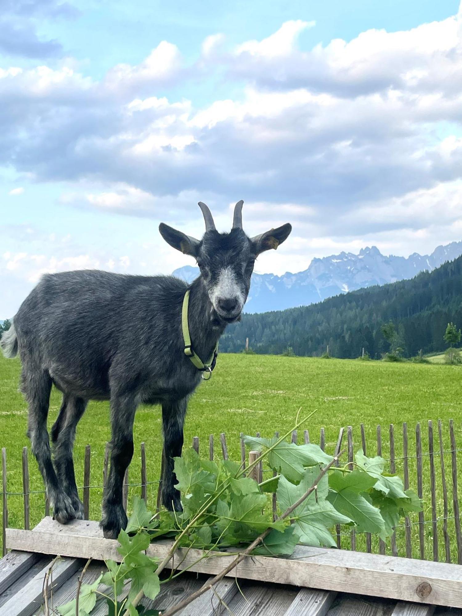Wimmhof * Sankt Martin am Tennengebirge
